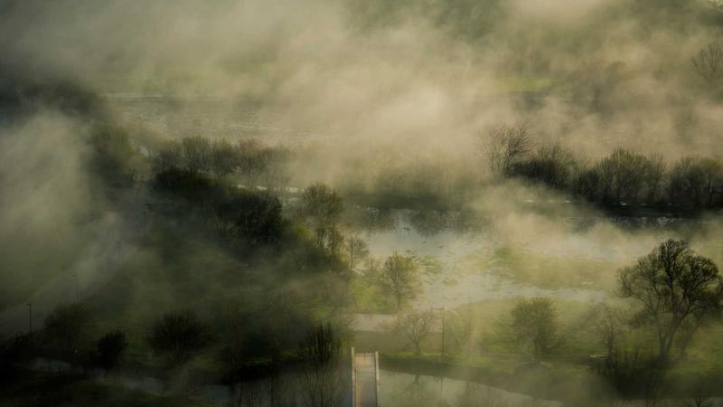 Organic Pea Protein Powder in a Bowl