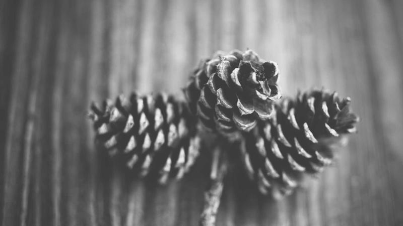 Various creatine supplement packages displayed on shelf