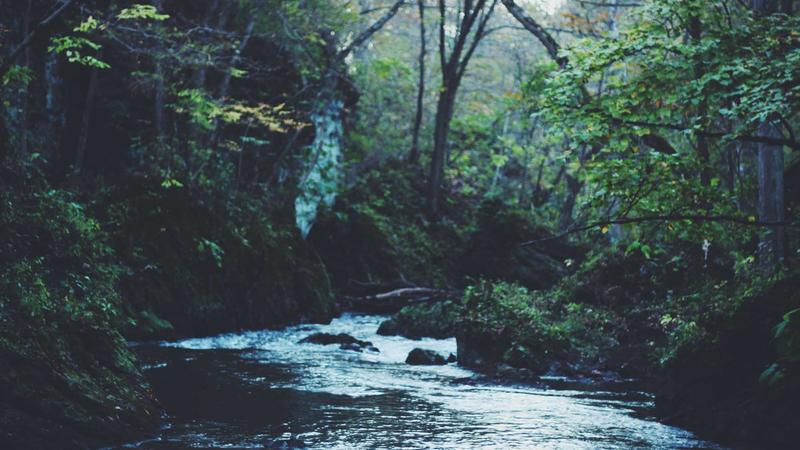 Various immune support supplements in bottles