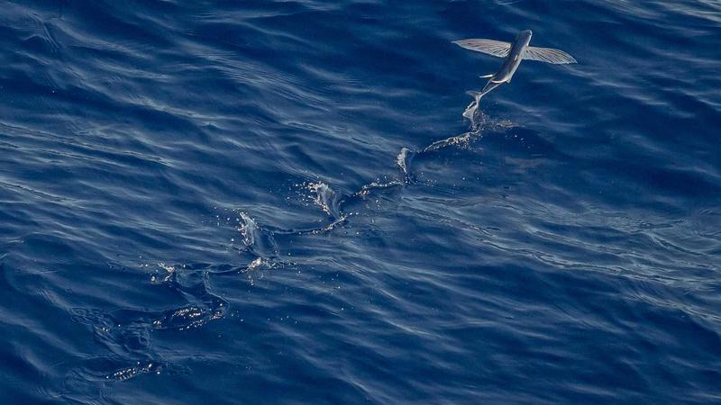 Bottles of nootropic supplements arranged on a wooden table