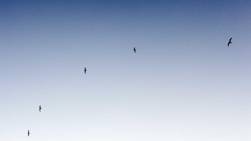 Close-up of fenugreek seeds and capsules