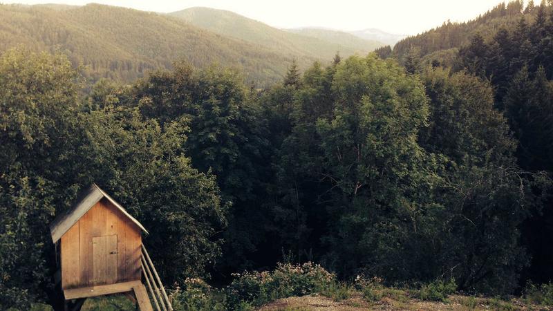 Assorted natural nootropic supplements in capsules and powders