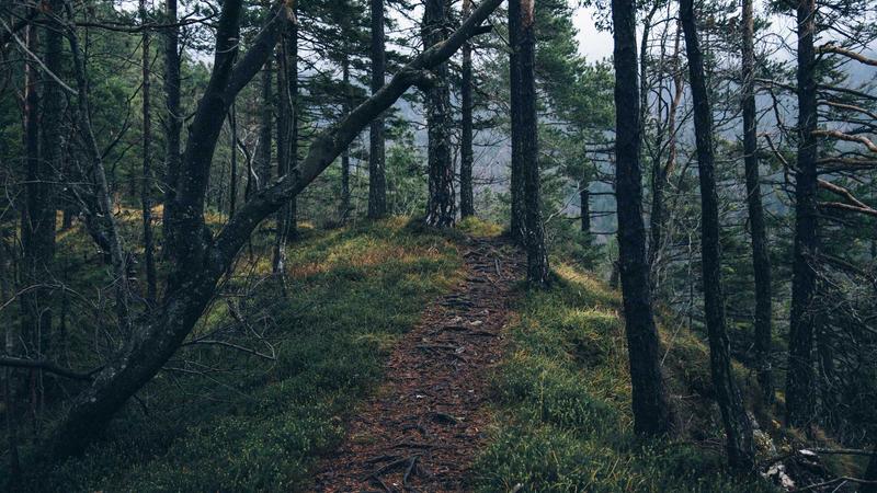 Green tea leaves and Garcinia cambogia fruit side by side