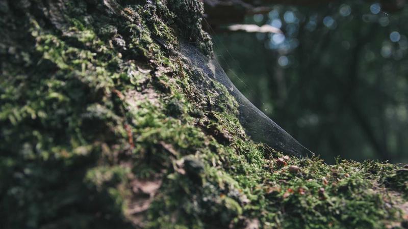 Various protein supplement containers on a wooden shelf