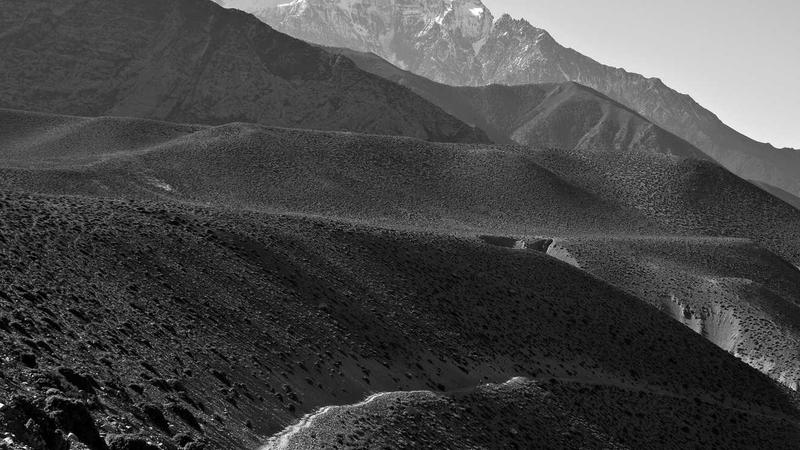 Close-up of plant-based supplements on a wooden table