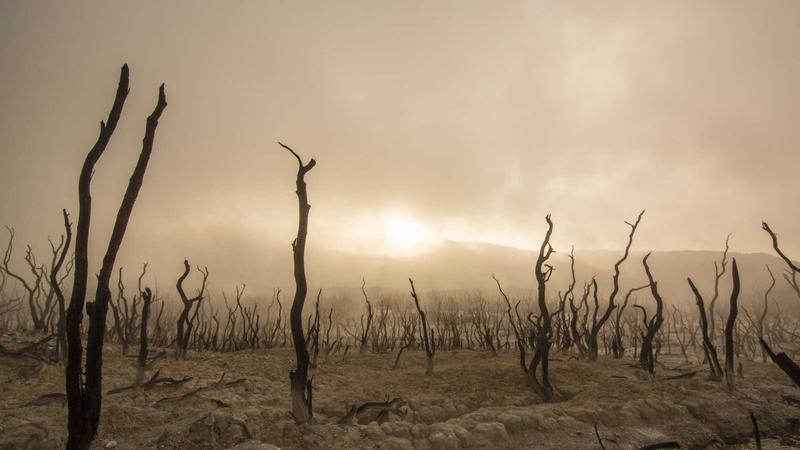 NMN molecular structure and its effects on cells