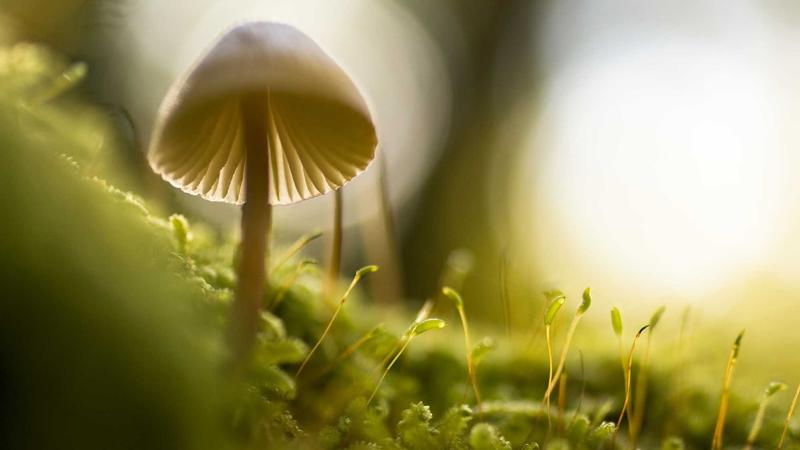 NMN molecule structure