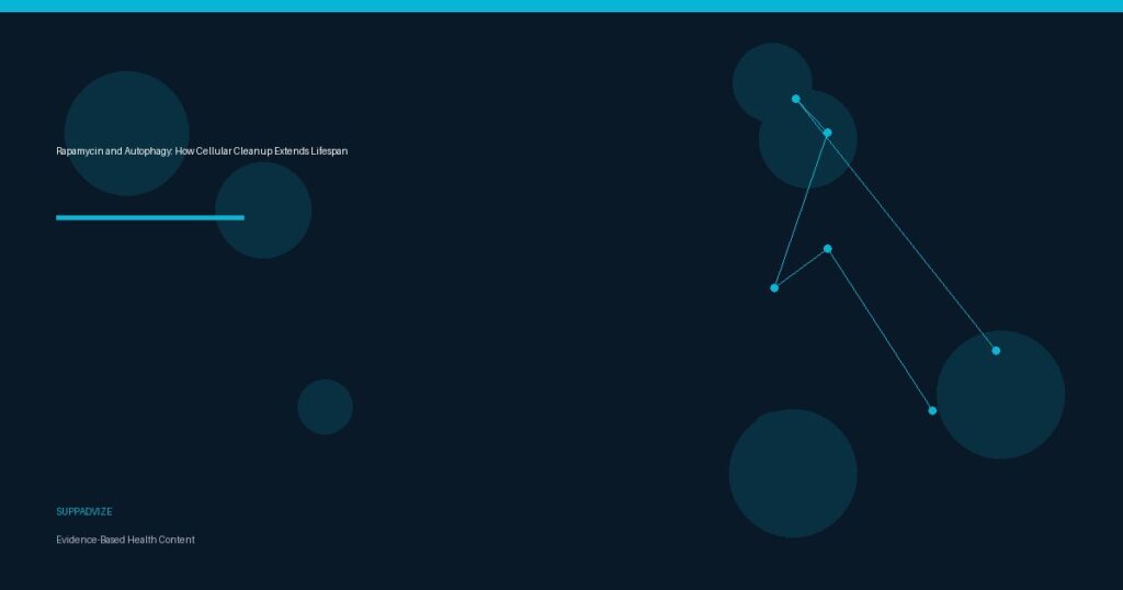Rapamycin and Autophagy: How Cellular Cleanup Extends Lifespan